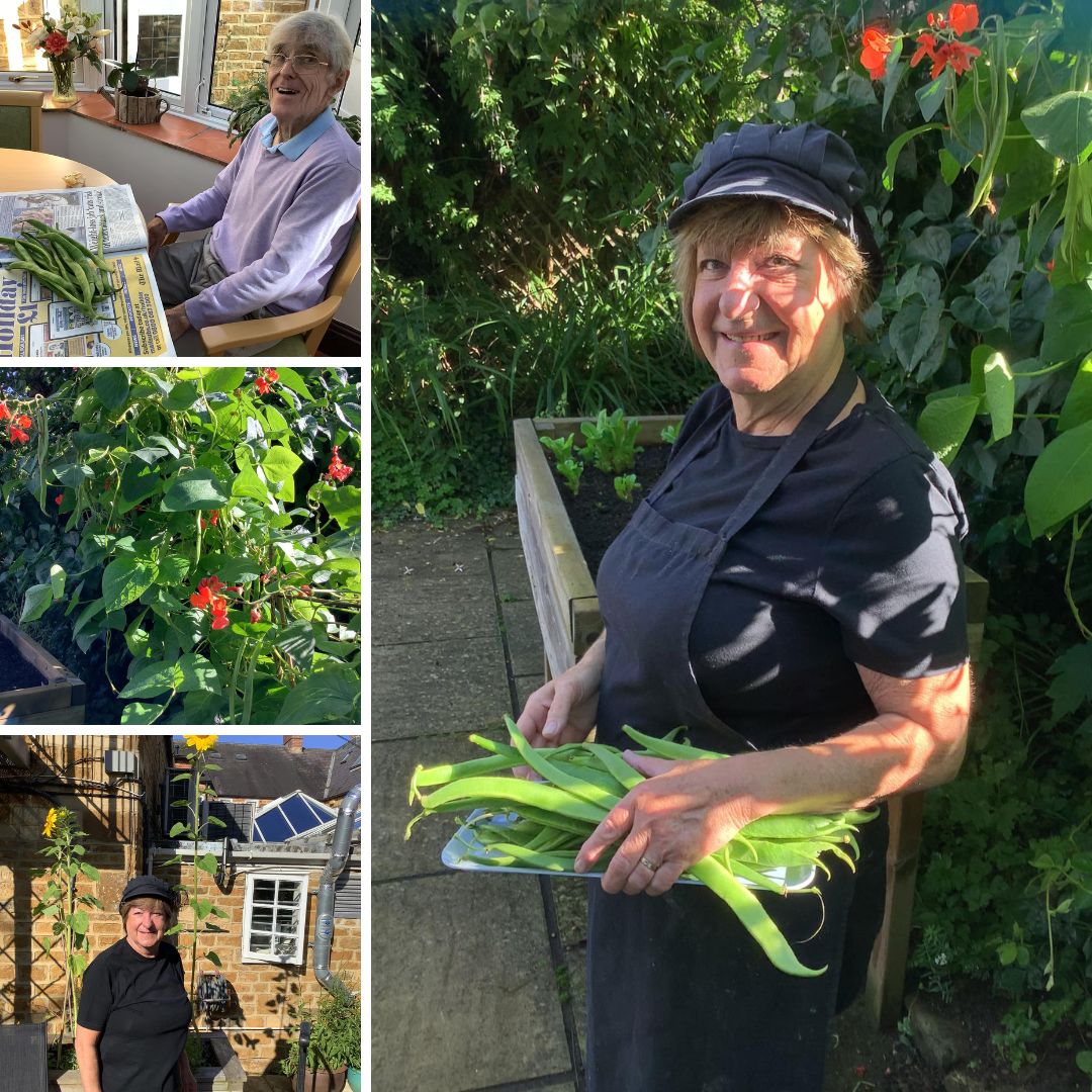 Residents and chef picking fresh produce in the garden